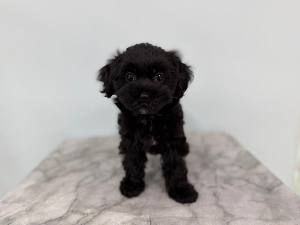 茨城県のハーフ犬・ミックス犬 (OneBuddy古河店/2026年6月27日生まれ/女の子/ブラック)の子犬