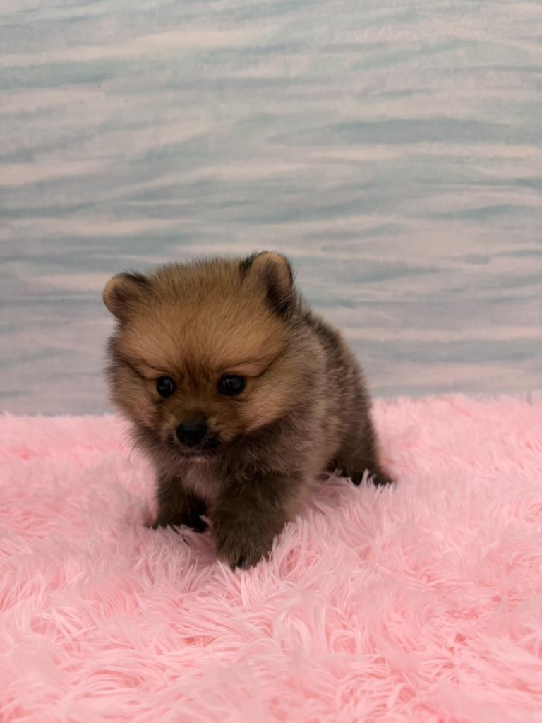 茨城県のポメラニアン (OneBuddy水戸南店/2026年7月4日生まれ/男の子/オレンジセーブル)の子犬