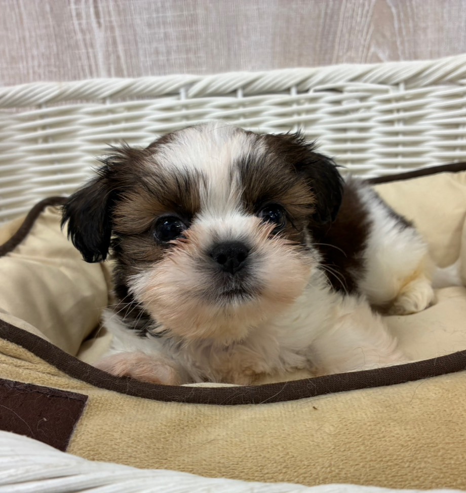 栃木県のシーズー (OneBuddy宇都宮店/2026年5月26日生まれ/男の子/ホワイトゴールド)の子犬の2枚目の画像