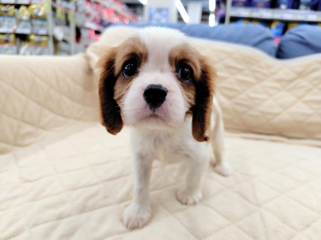 茨城県のキャバリアキングチャールズスパニエル (OneBuddyトモニー水戸店/2026年6月13日生まれ/女の子/ブレンハイム)の子犬