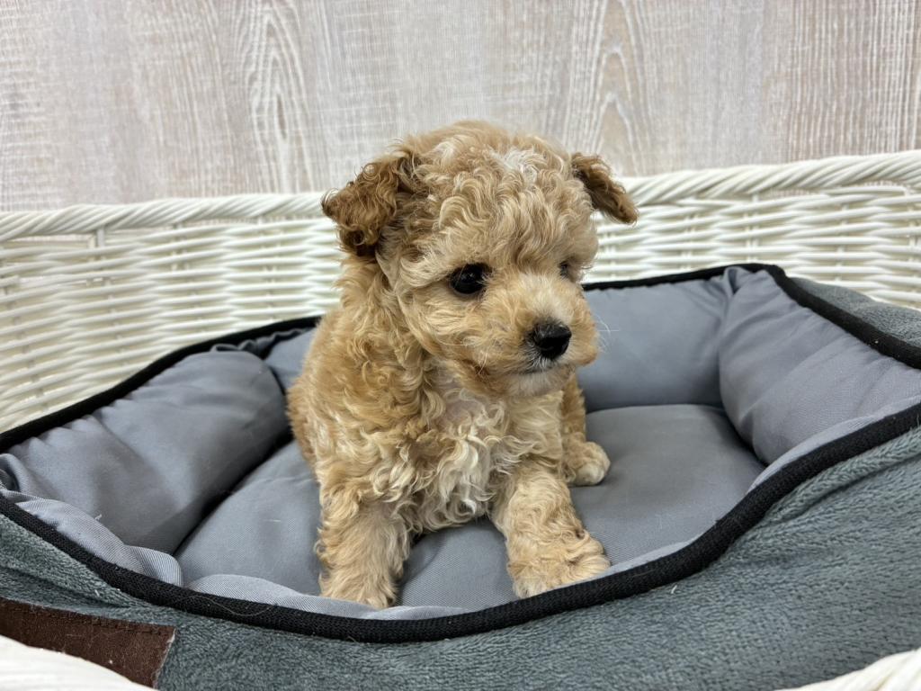 栃木県のハーフ犬・ミックス犬 (OneBuddy宇都宮店/2026年6月13日生まれ/男の子/その他色)の子犬の2枚目の画像