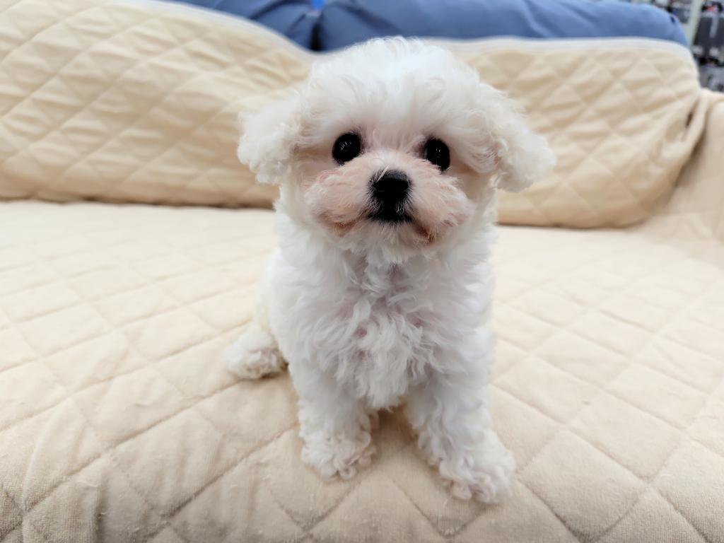茨城県のビションフリーゼ (OneBuddyトモニー水戸店/2026年6月4日生まれ/女の子/ホワイト)の子犬