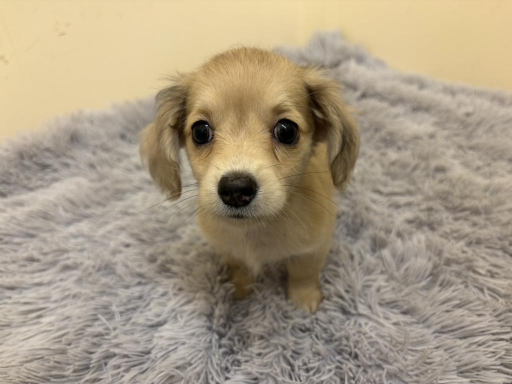 埼玉県のハーフ犬・ミックス犬 (ペットプラザ越谷大里店/2026年5月22日生まれ/男の子/イエロー)の子犬の1枚目の画像