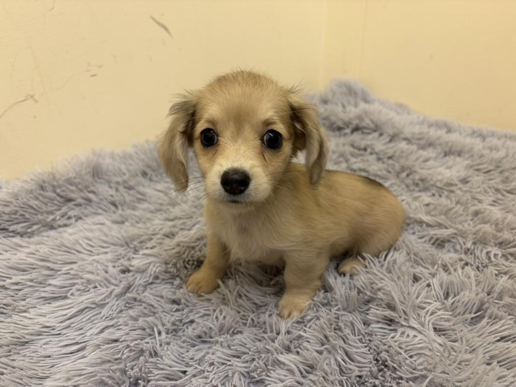 埼玉県のハーフ犬・ミックス犬 (ペットプラザ越谷大里店/2026年5月22日生まれ/男の子/イエロー)の子犬の2枚目の画像