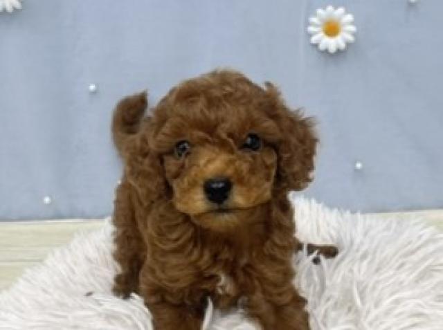 茨城県のトイプードル(トイ) (ペットアミつくば東店/2026年5月16日生まれ/男の子/レッド)の子犬