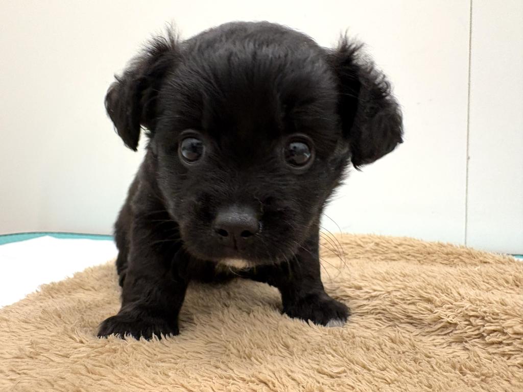 栃木県のハーフ犬・ミックス犬 (ペッツワン宇都宮平出店/2026年5月9日生まれ/女の子/ブラックホワイト)の子犬の2枚目の画像