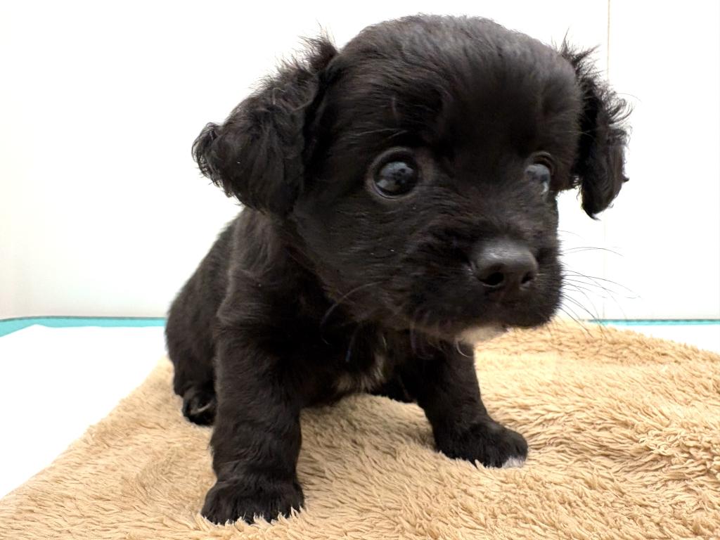 栃木県のハーフ犬・ミックス犬 (ペッツワン宇都宮平出店/2026年5月9日生まれ/女の子/ブラックホワイト)の子犬の3枚目の画像