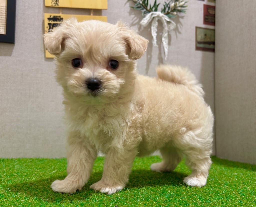 茨城県のハーフ犬・ミックス犬 (ペッツワン水戸店/2026年5月9日生まれ/女の子/アプリコット)の子犬の1枚目の画像