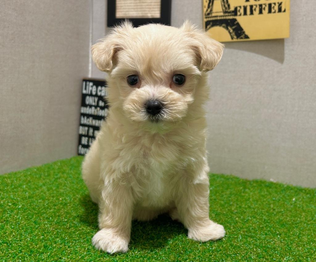茨城県のハーフ犬・ミックス犬 (ペッツワン水戸店/2026年5月9日生まれ/女の子/アプリコット)の子犬の2枚目の画像