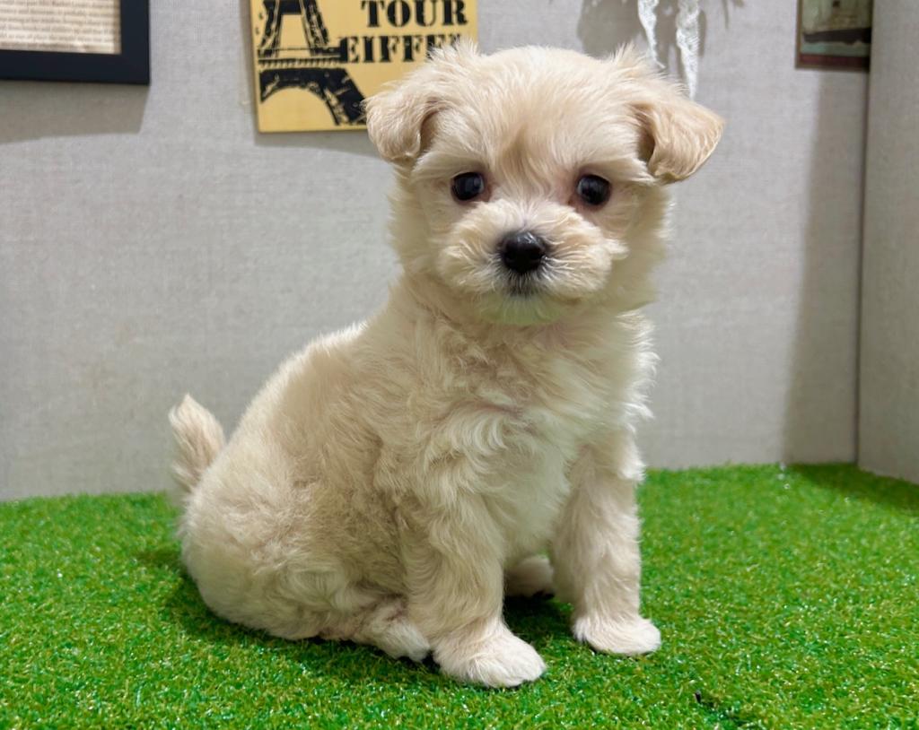 茨城県のハーフ犬・ミックス犬 (ペッツワン水戸店/2026年5月9日生まれ/女の子/アプリコット)の子犬の3枚目の画像
