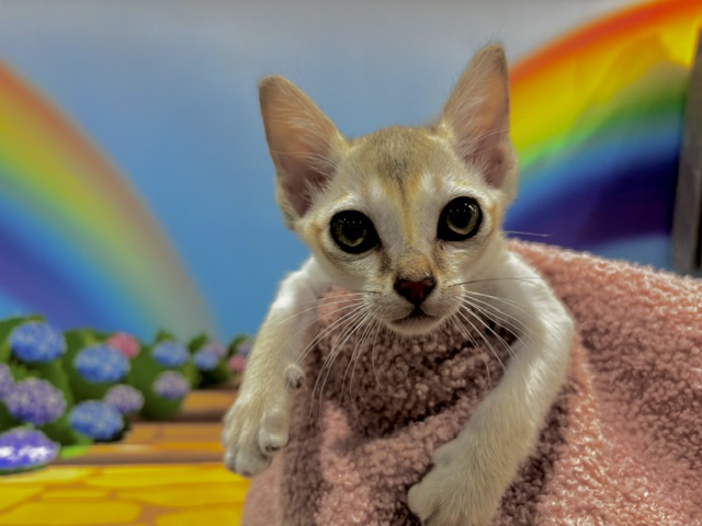 栃木県のシンガプーラ (ペッツワン小山店/2026年5月16日生まれ/男の子/セピアアグーティ)の子猫の1枚目の画像