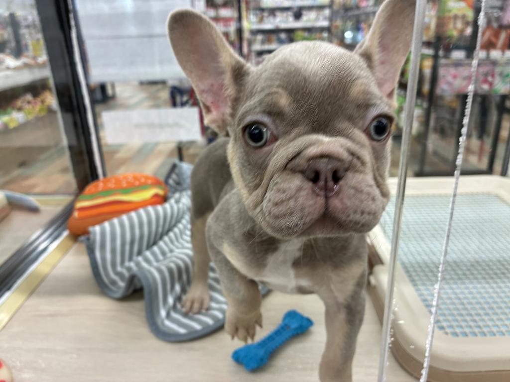 北海道のフレンチブルドッグ (ジャパンペッツトレーディング新発寒店/2026年5月14日生まれ/男の子/ブルータン)の子犬の2枚目の画像
