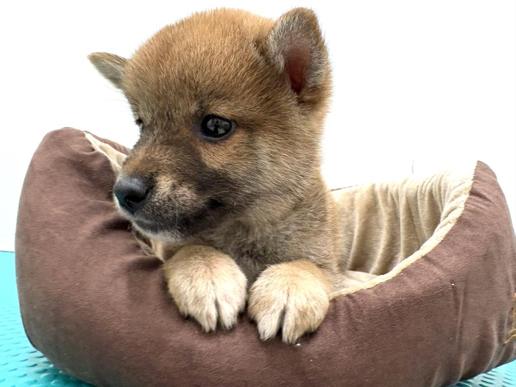 栃木県の柴犬(標準サイズ) (ペッツワン宇都宮平出店/2026年5月10日生まれ/男の子/赤)の子犬の2枚目の画像