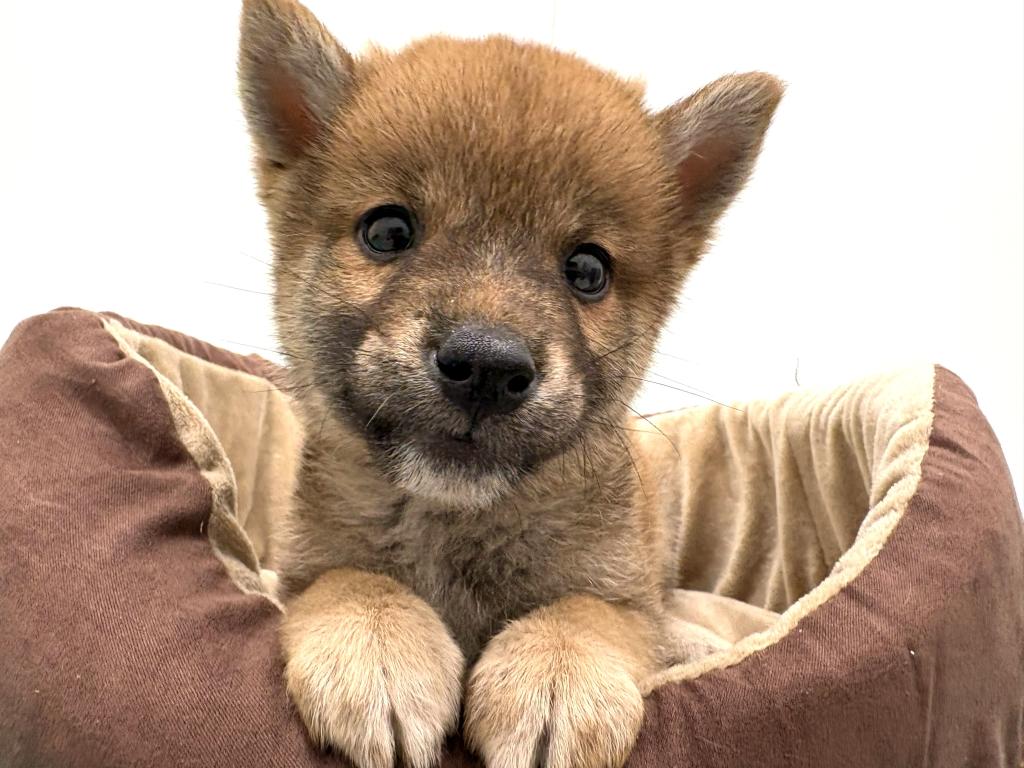 栃木県の柴犬(標準サイズ) (ペッツワン宇都宮平出店/2026年5月10日生まれ/男の子/赤)の子犬の1枚目の画像