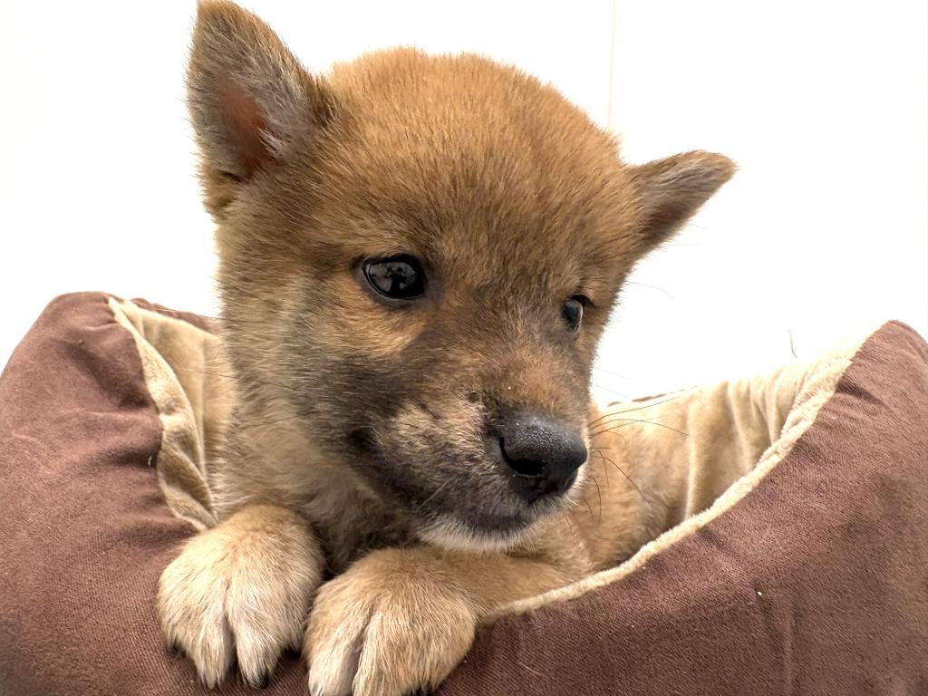 栃木県の柴犬(標準サイズ) (ペッツワン宇都宮平出店/2026年5月10日生まれ/男の子/赤)の子犬の3枚目の画像