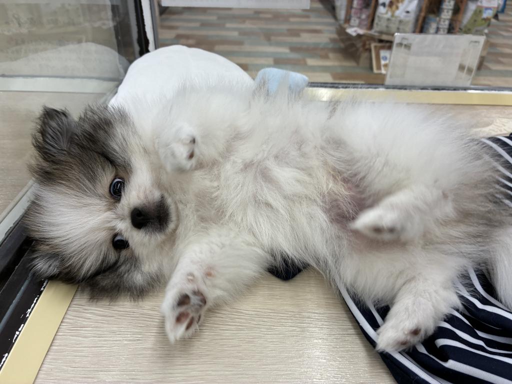北海道のハーフ犬・ミックス犬 (ジャパンペッツトレーディング新発寒店/2026年5月8日生まれ/男の子/その他色)の子犬の2枚目の画像