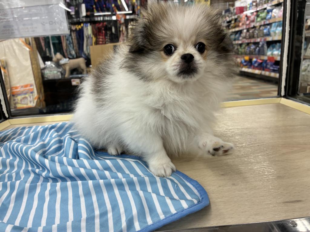 北海道のハーフ犬・ミックス犬 (ジャパンペッツトレーディング新発寒店/2026年5月8日生まれ/男の子/その他色)の子犬の3枚目の画像