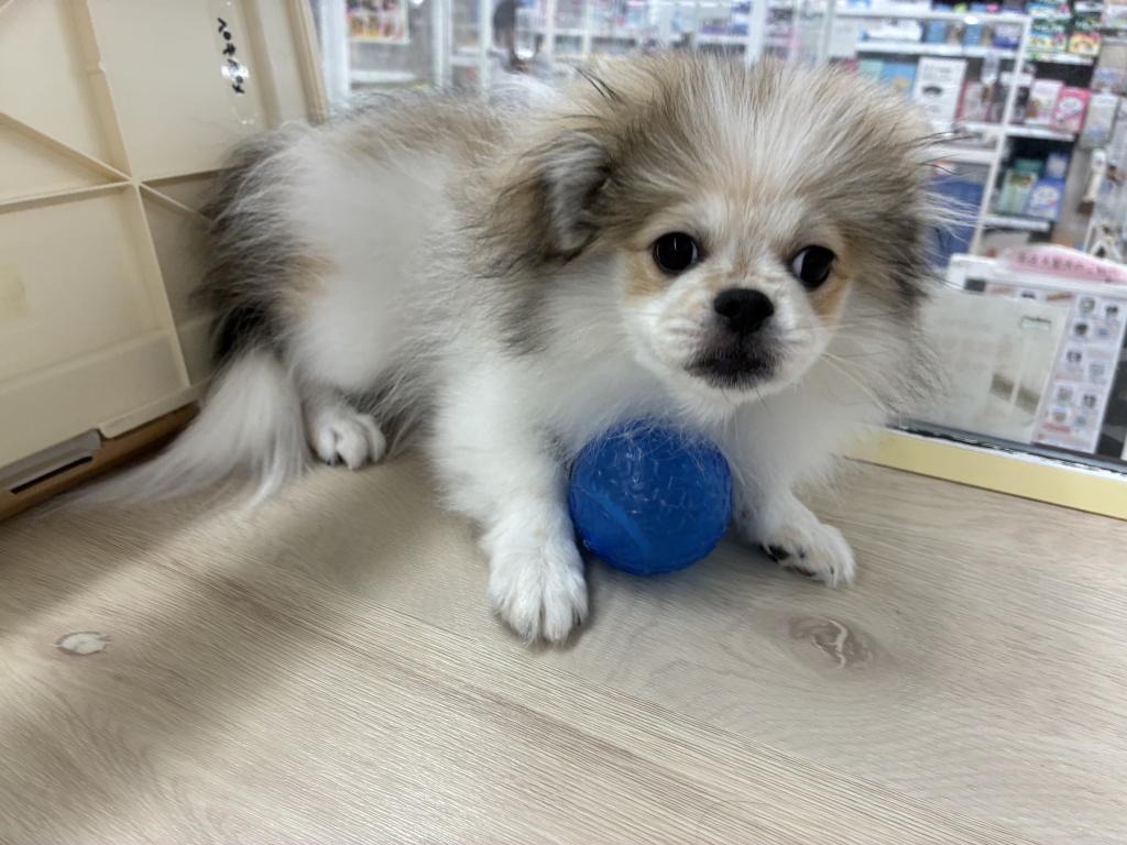 北海道のハーフ犬・ミックス犬 (ジャパンペッツトレーディング新発寒店/2026年5月8日生まれ/男の子/その他色)の子犬の4枚目の画像