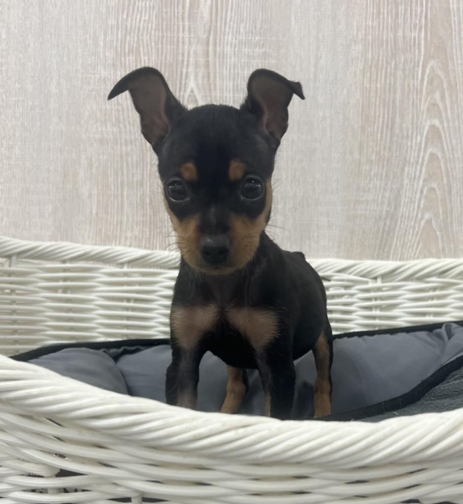 栃木県のミニチュアピンシャー (OneBuddy宇都宮店/2026年6月13日生まれ/男の子/ブラックタン)の子犬の1枚目の画像