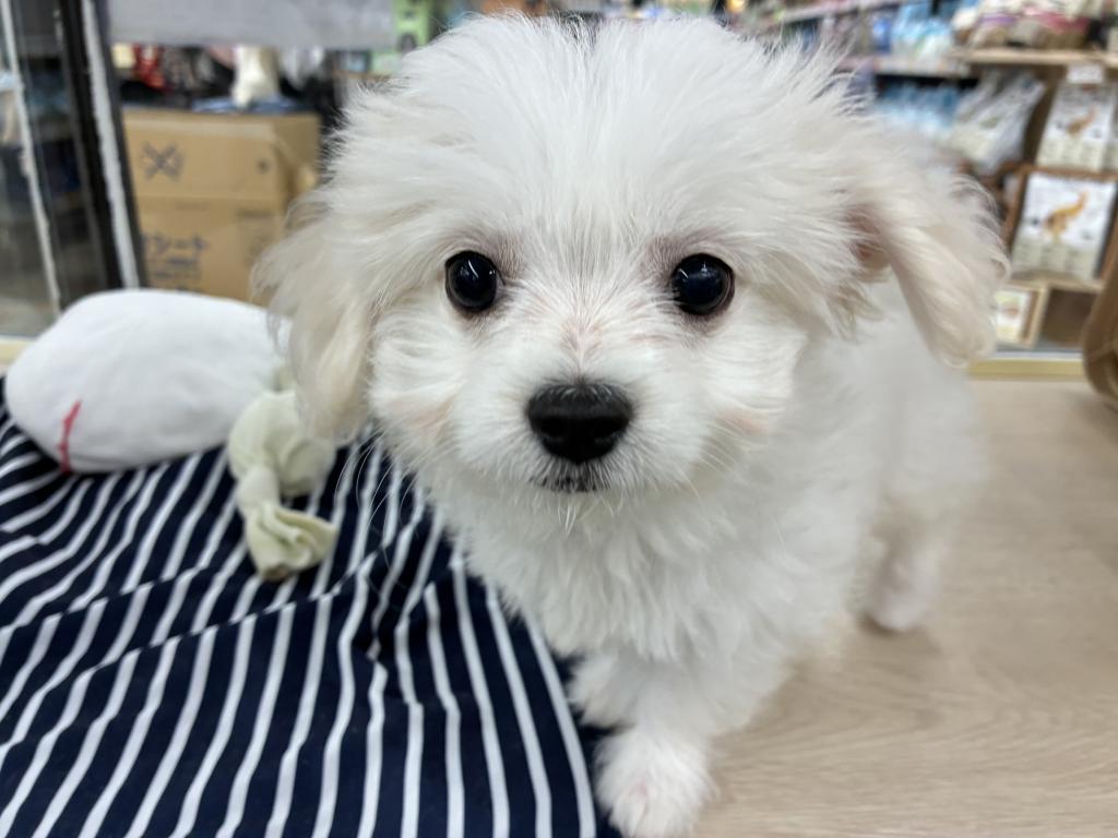 北海道のハーフ犬・ミックス犬 (ジャパンペッツトレーディング新発寒店/2026年5月31日生まれ/女の子/クリーム)の子犬の2枚目の画像