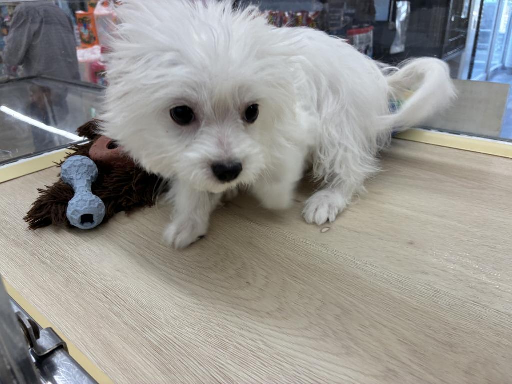 北海道のハーフ犬・ミックス犬 (ジャパンペッツトレーディング新発寒店/2026年5月31日生まれ/女の子/クリーム)の子犬の3枚目の画像