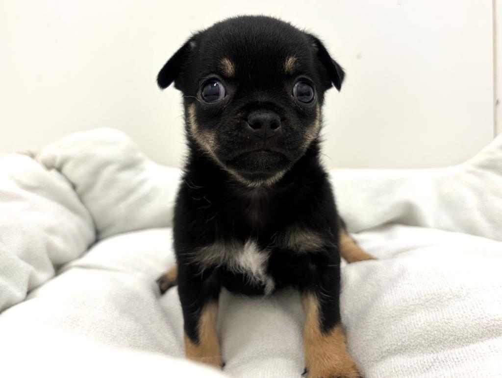 栃木県のハーフ犬・ミックス犬 (ペッツワン宇都宮平出店/2026年6月21日生まれ/女の子/ブラックタン)の子犬の1枚目の画像