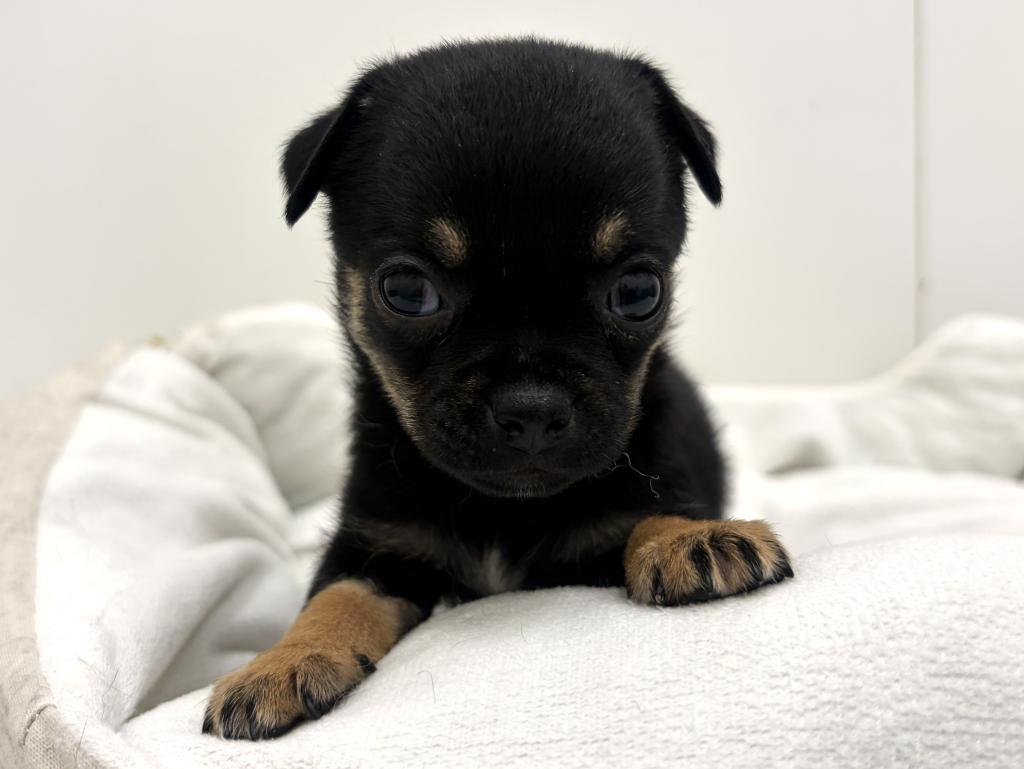 栃木県のハーフ犬・ミックス犬 (ペッツワン宇都宮平出店/2026年6月21日生まれ/女の子/ブラックタン)の子犬の2枚目の画像