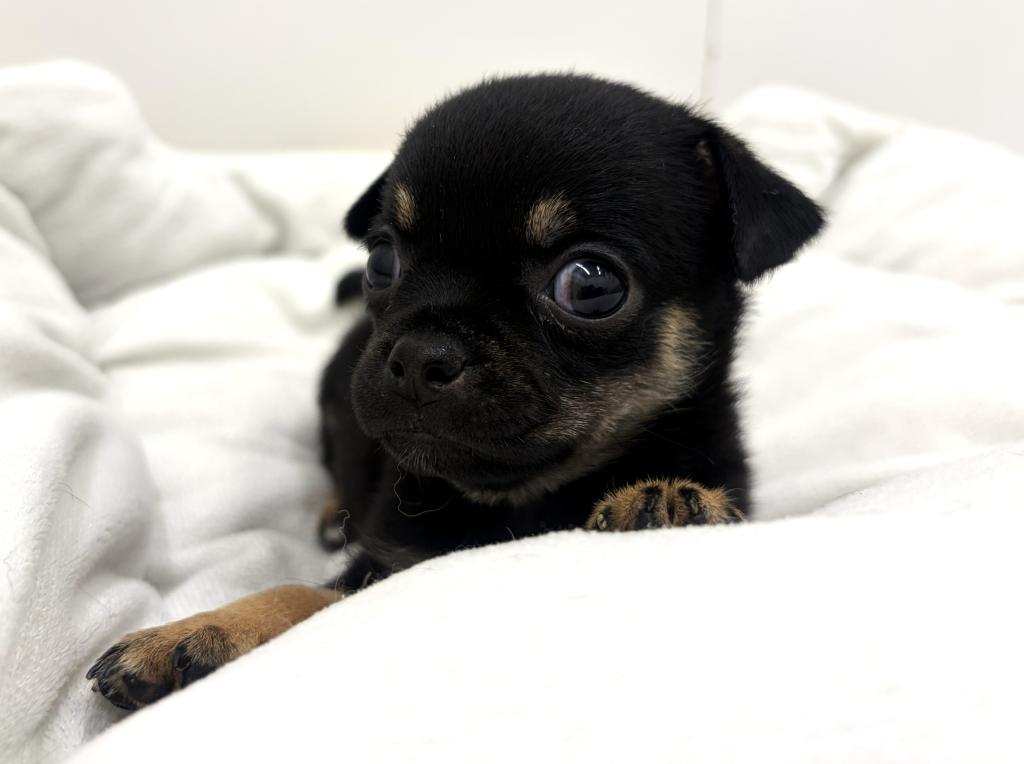 栃木県のハーフ犬・ミックス犬 (ペッツワン宇都宮平出店/2026年6月21日生まれ/女の子/ブラックタン)の子犬の3枚目の画像