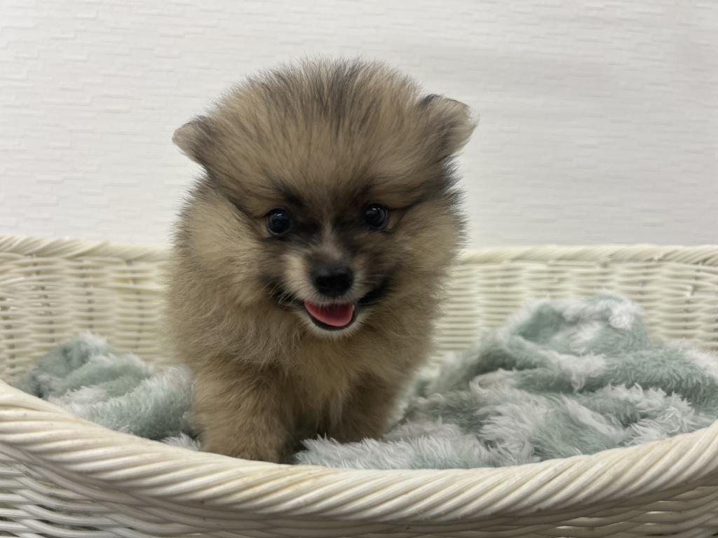 埼玉県のハーフ犬・ミックス犬 (OneBuddy宮代店/2026年5月29日生まれ/男の子/その他色)の子犬
