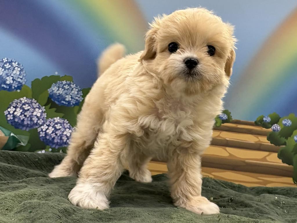 栃木県のハーフ犬・ミックス犬 (ペッツワン宇都宮平出店/2026年8月14日生まれ/女の子/その他色)の子犬の2枚目の画像