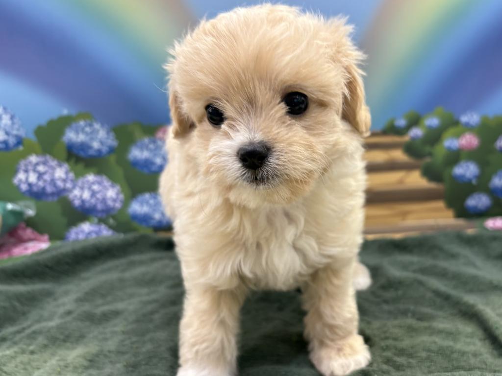 栃木県のハーフ犬・ミックス犬 (ペッツワン宇都宮平出店/2026年8月14日生まれ/女の子/その他色)の子犬の3枚目の画像
