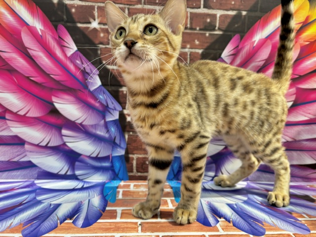栃木県のベンガル (ペッツワン小山店/2026年7月8日生まれ/男の子/ブラウンスポットタビー)の子猫の4枚目の画像