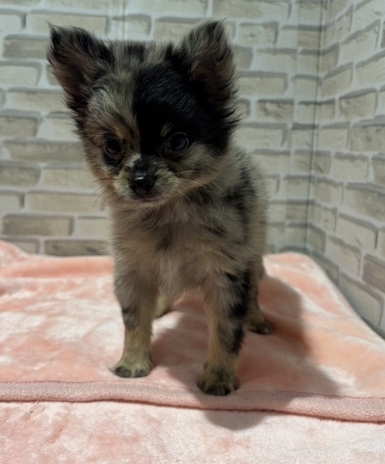 群馬県のハーフ犬・ミックス犬 (ペッツワン前橋吉岡店/2026年7月26日生まれ/男の子/ブルーマール)の子犬の1枚目の画像