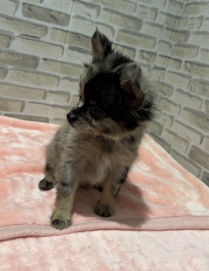 群馬県のハーフ犬・ミックス犬 (ペッツワン前橋吉岡店/2026年7月26日生まれ/男の子/ブルーマール)の子犬の2枚目の画像
