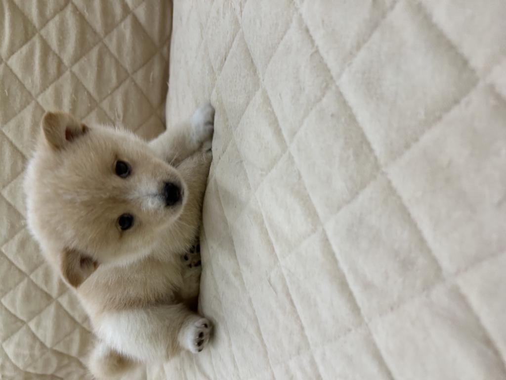 茨城県のハーフ犬・ミックス犬 (OneBuddyトモニー水戸店/2026年8月11日生まれ/男の子/クリーム)の子犬