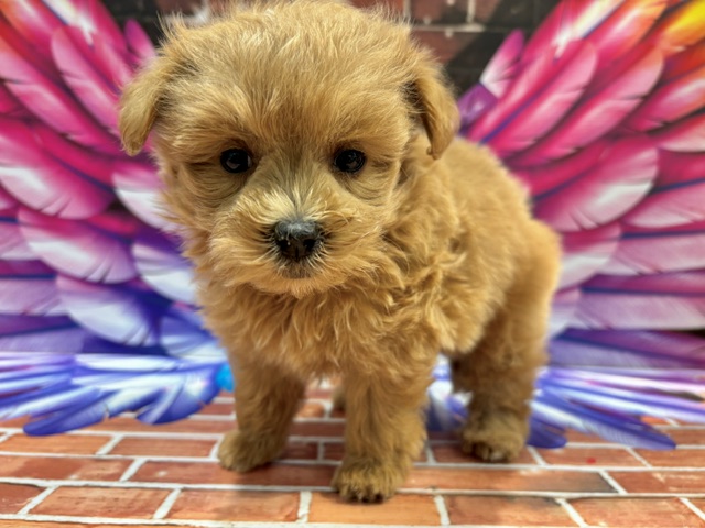 栃木県のハーフ犬・ミックス犬 (ペッツワン小山店/2026年7月18日生まれ/男の子/その他色)の子犬の1枚目の画像
