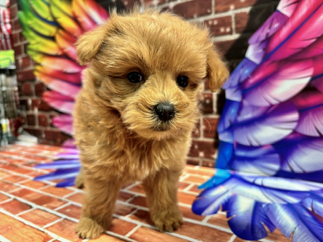 栃木県のハーフ犬・ミックス犬 (ペッツワン小山店/2026年7月18日生まれ/男の子/その他色)の子犬の2枚目の画像
