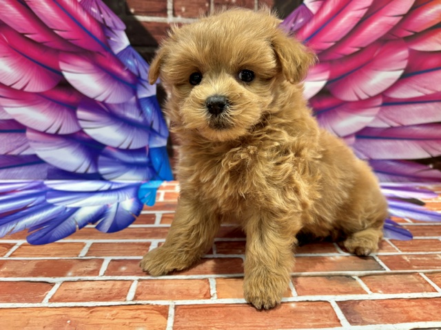 栃木県のハーフ犬・ミックス犬 (ペッツワン小山店/2026年7月18日生まれ/男の子/その他色)の子犬の3枚目の画像