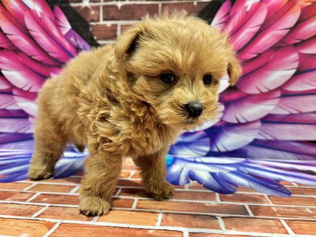栃木県のハーフ犬・ミックス犬 (ペッツワン小山店/2026年7月18日生まれ/男の子/その他色)の子犬の4枚目の画像