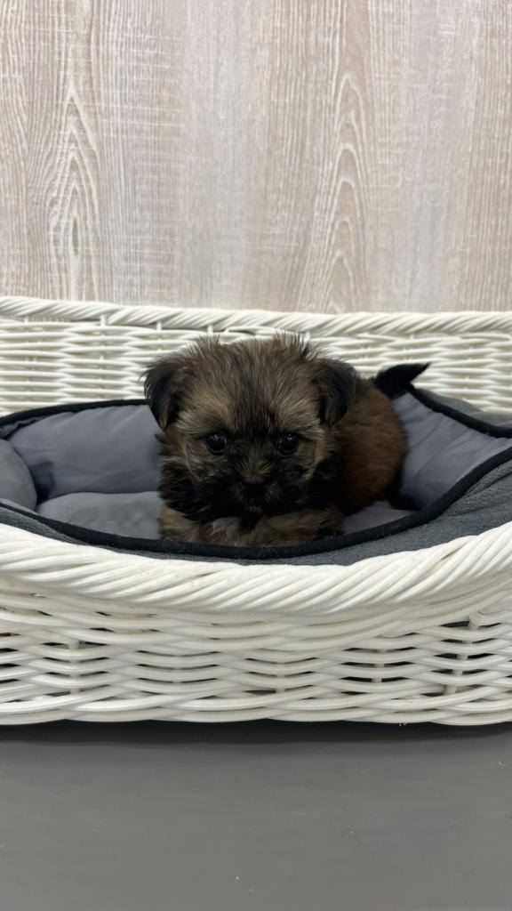 栃木県のハーフ犬・ミックス犬 (OneBuddy宇都宮店/2026年7月15日生まれ/男の子/その他色)の子犬