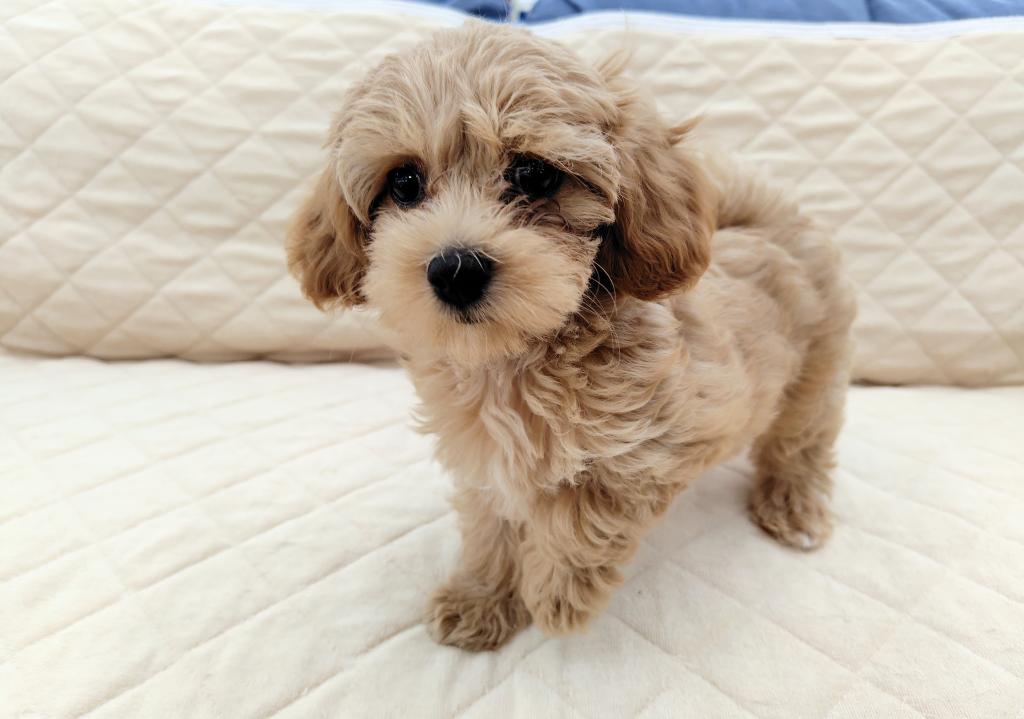茨城県のハーフ犬・ミックス犬 (OneBuddyトモニー水戸店/2026年7月10日生まれ/女の子/アプリコット)の子犬