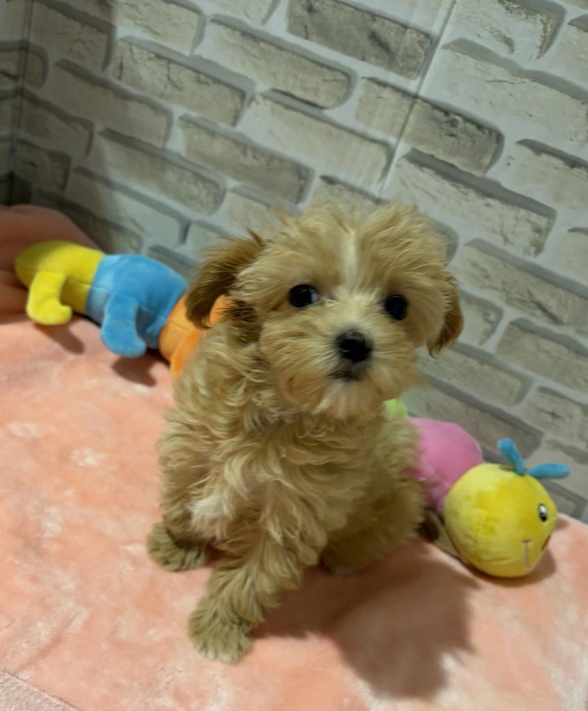 群馬県のハーフ犬・ミックス犬 (ペッツワン前橋吉岡店/2026年7月27日生まれ/女の子/アプリコット)の子犬の1枚目の画像