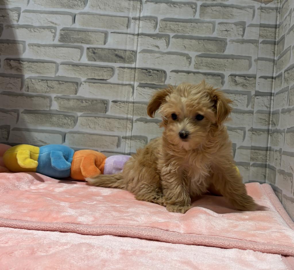 群馬県のハーフ犬・ミックス犬 (ペッツワン前橋吉岡店/2026年7月27日生まれ/女の子/アプリコット)の子犬の2枚目の画像