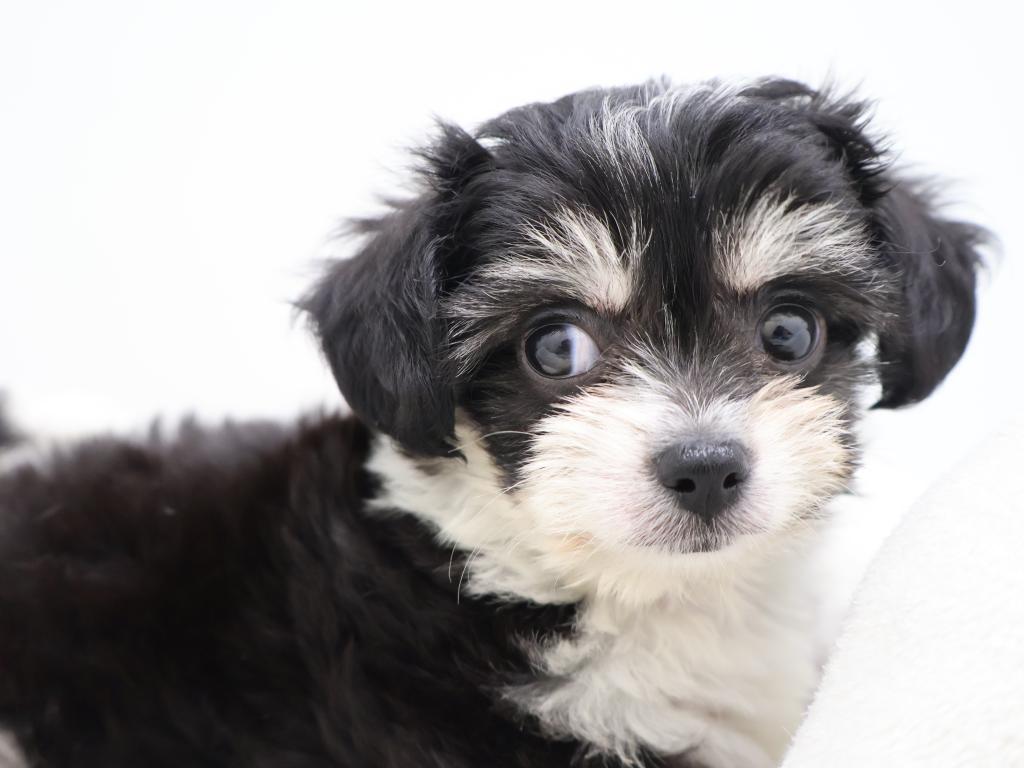 東京都のハーフ犬・ミックス犬 (OneBuddy町田三輪店/2026年7月12日生まれ/女の子/ブラックホワイト)の子犬の1枚目の画像