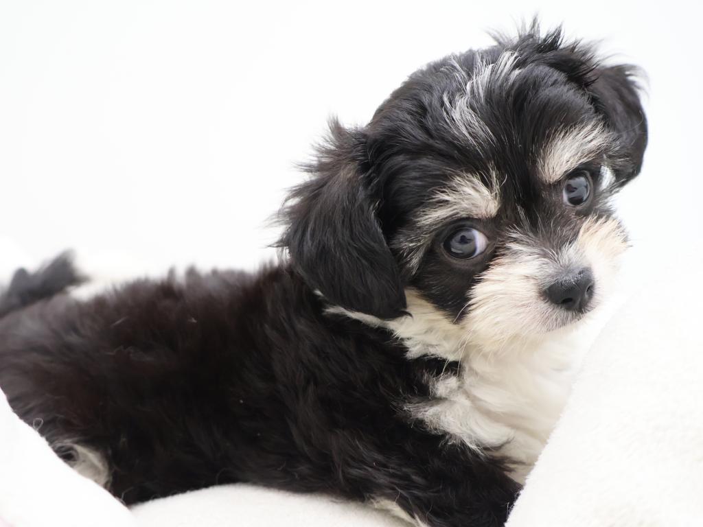 東京都のハーフ犬・ミックス犬 (OneBuddy町田三輪店/2026年7月12日生まれ/女の子/ブラックホワイト)の子犬の2枚目の画像