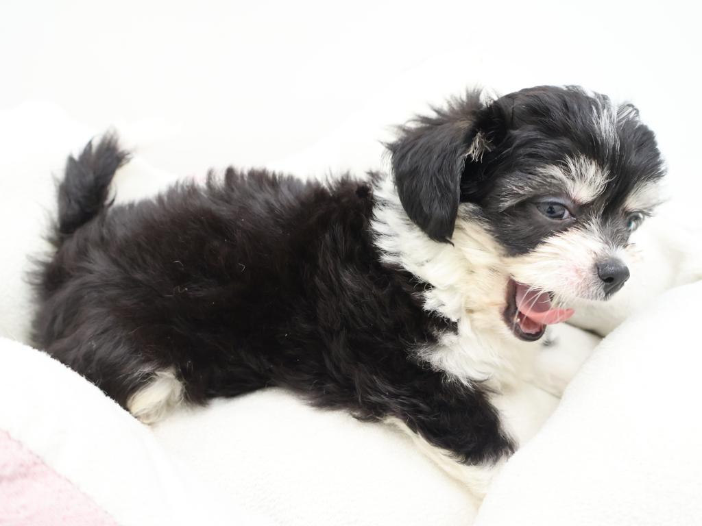 東京都のハーフ犬・ミックス犬 (OneBuddy町田三輪店/2026年7月12日生まれ/女の子/ブラックホワイト)の子犬の3枚目の画像