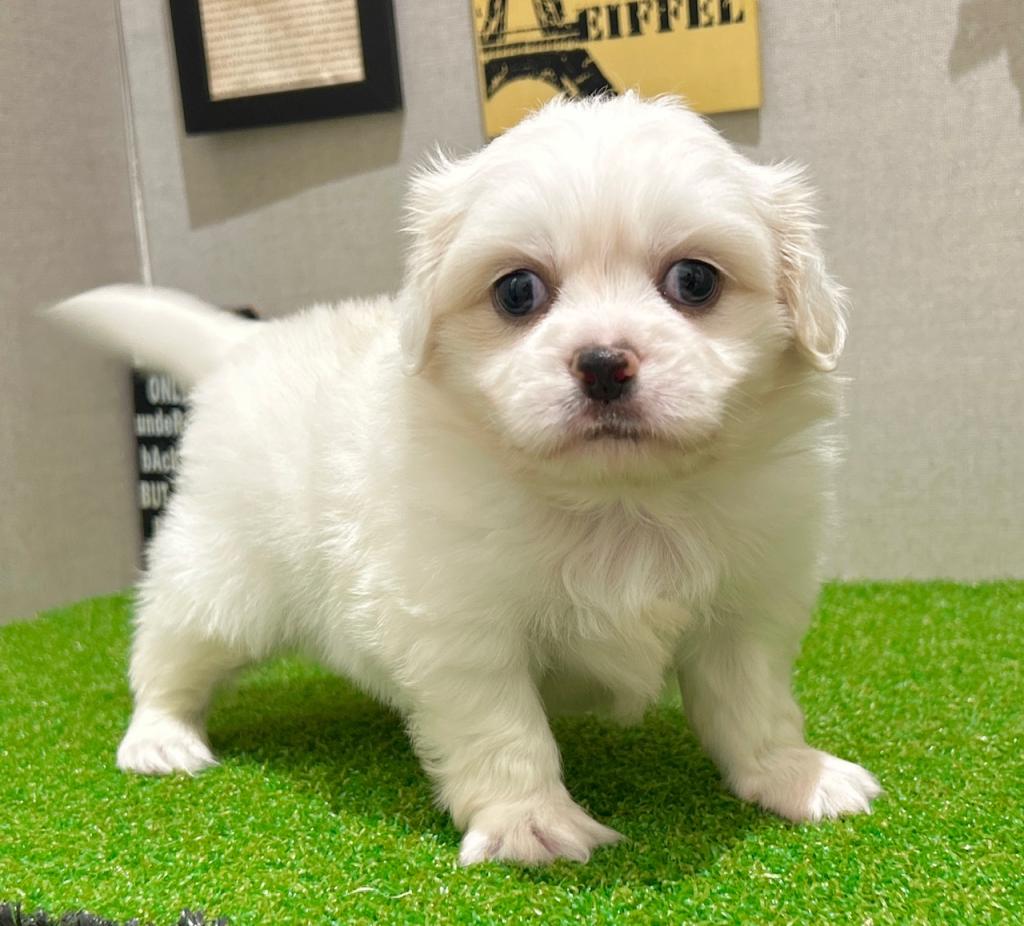 茨城県のハーフ犬・ミックス犬 (ペッツワン水戸店/2026年7月19日生まれ/男の子/ホワイト)の子犬の1枚目の画像