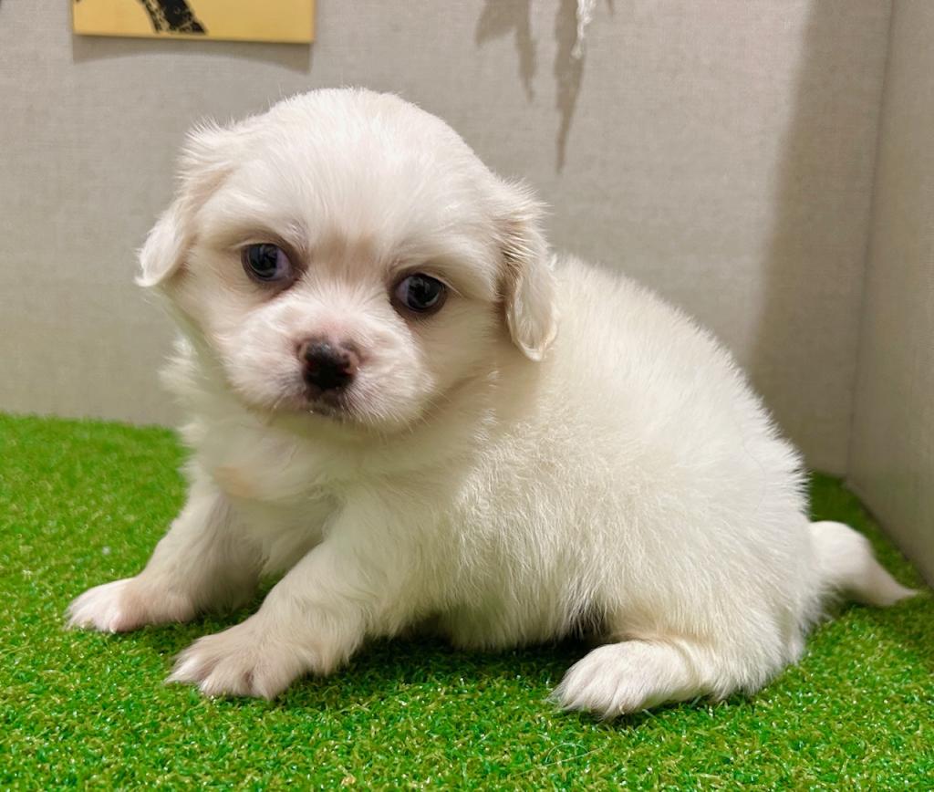 茨城県のハーフ犬・ミックス犬 (ペッツワン水戸店/2026年7月19日生まれ/男の子/ホワイト)の子犬の2枚目の画像
