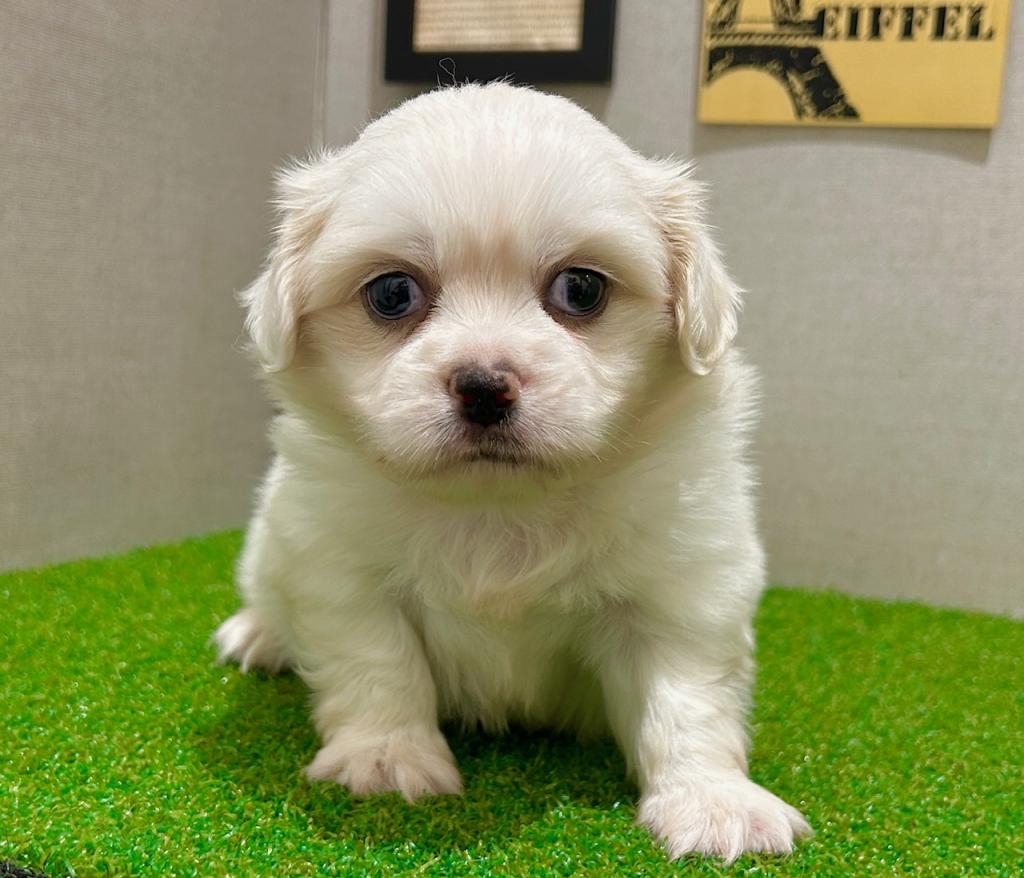 茨城県のハーフ犬・ミックス犬 (ペッツワン水戸店/2026年7月19日生まれ/男の子/ホワイト)の子犬の3枚目の画像