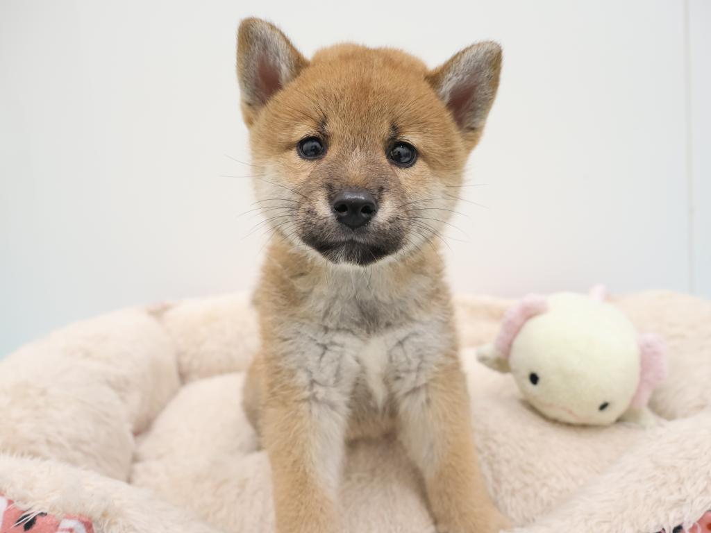 栃木県の柴犬(標準サイズ) (ペッツワン宇都宮平出店/2026年7月12日生まれ/女の子/赤)の子犬の1枚目の画像